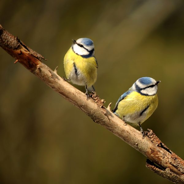 Cr Er Un Jardin Sauvage Un Havre De Biodiversit Jardin Au Naturel