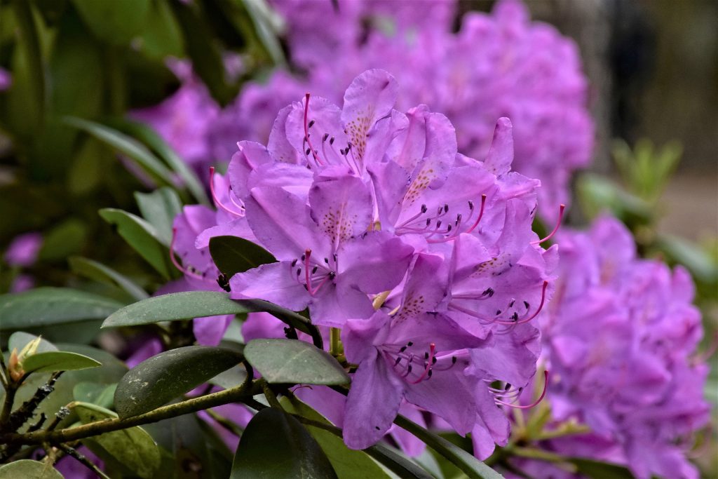 Acheter Planter Et Entretenir Ses Rhododendrons Jardin Au Naturel