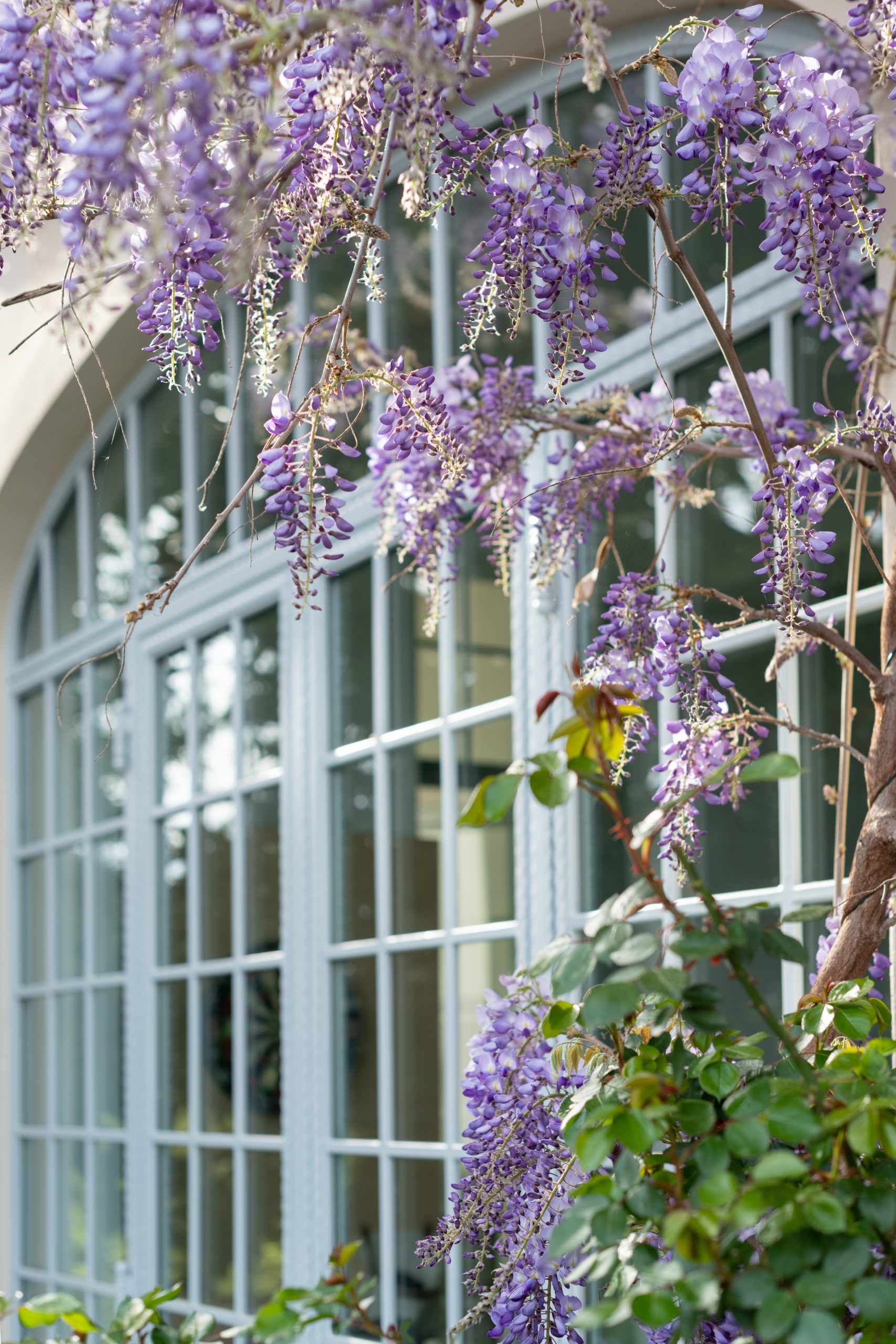 Quand Et Comment Tailler Une Glycine Jardin Au Naturel