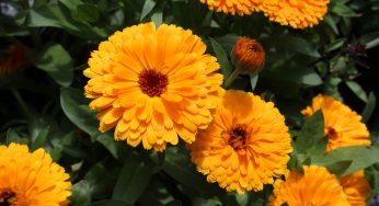 Crème polyvalente à base de calendula