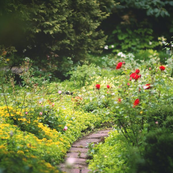 10-conseils-pour-un-jardin-ecologique