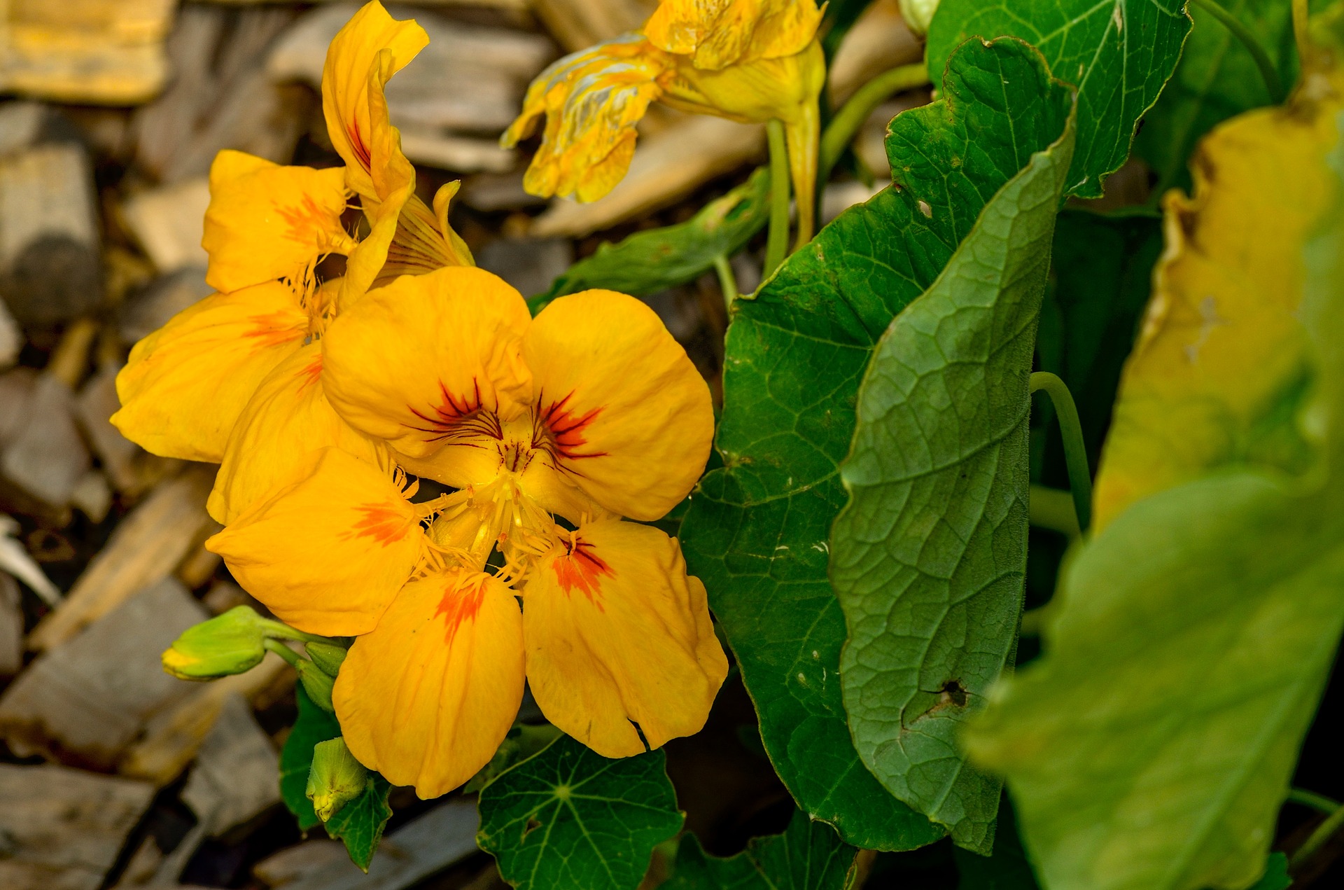 5-fleurs-à-cultiver-dans-le-potager--capucine-(Tropaeolum-majus)