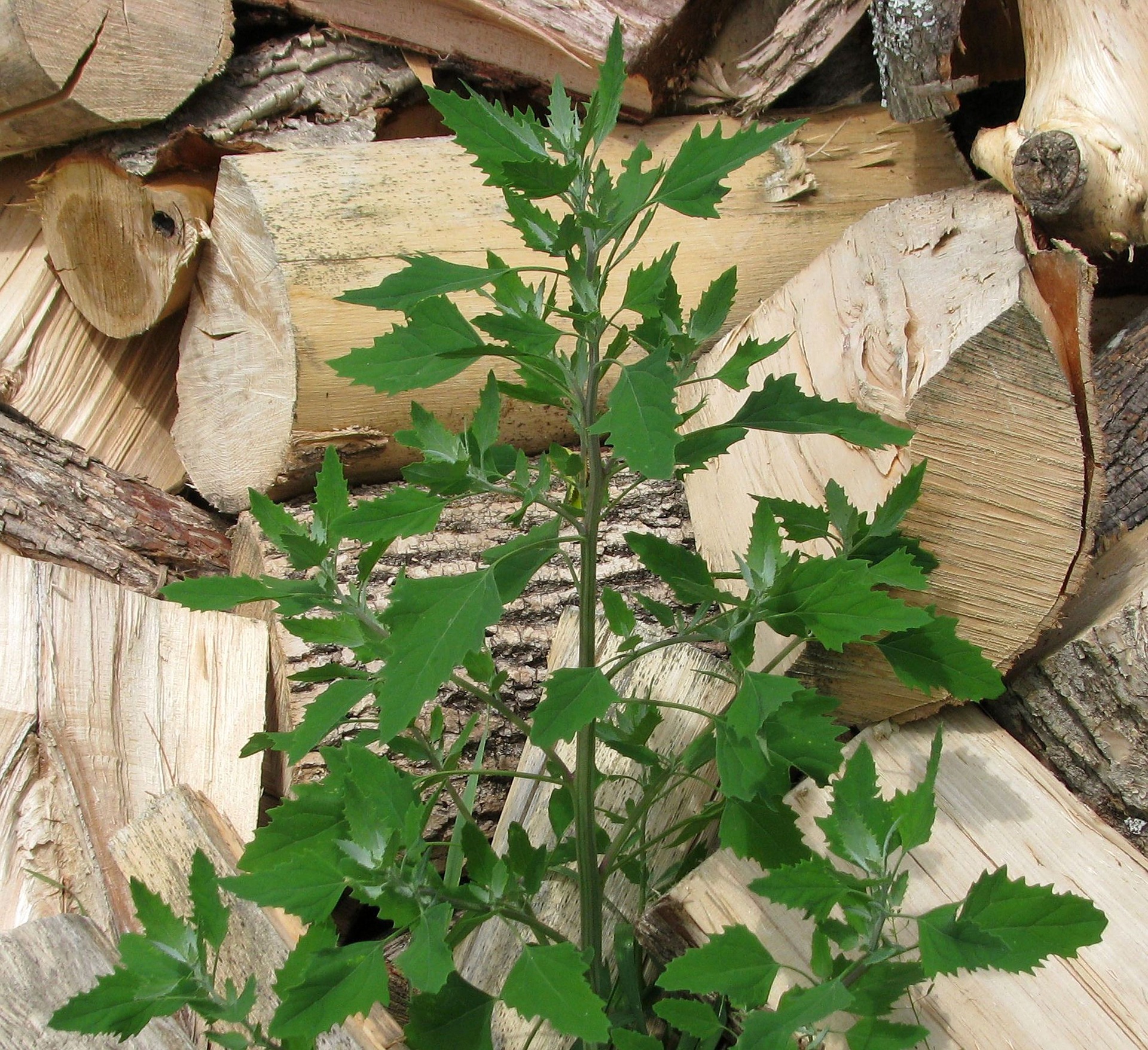 Chenopode-blanc-Chenopodium-album-5-mauvaises-herbes-a-implanter-au-jardin-4