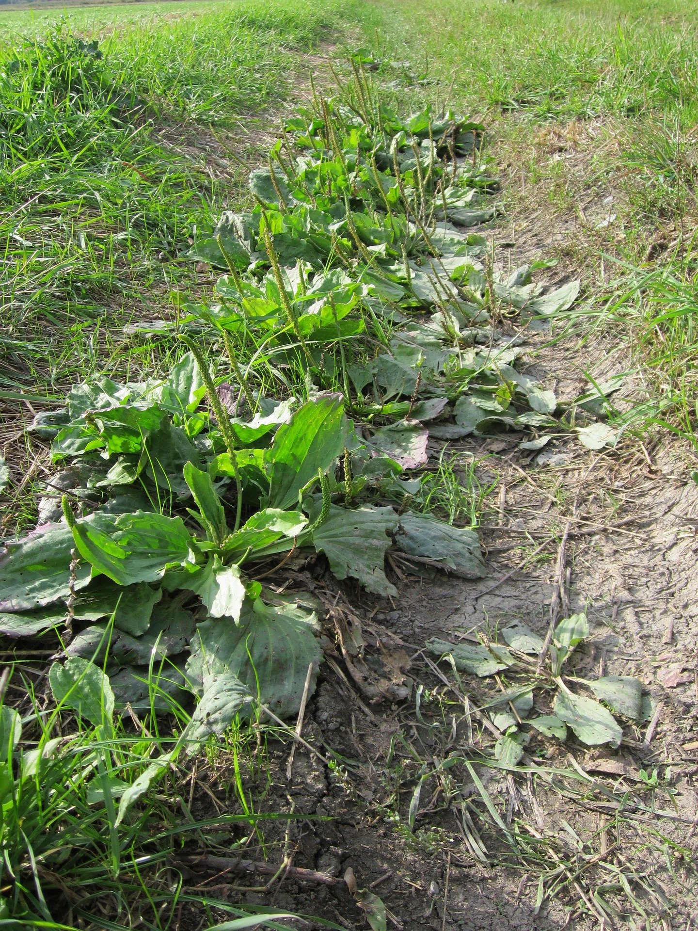 Plantain à feuilles larges (Plantago major) 5-mauvaises-herbes-a-implanter-au-jardin-6