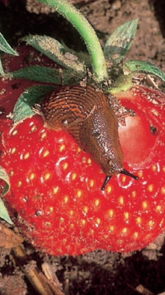 Ravageurs-du-fraisier-1Gastéropodes Limaces