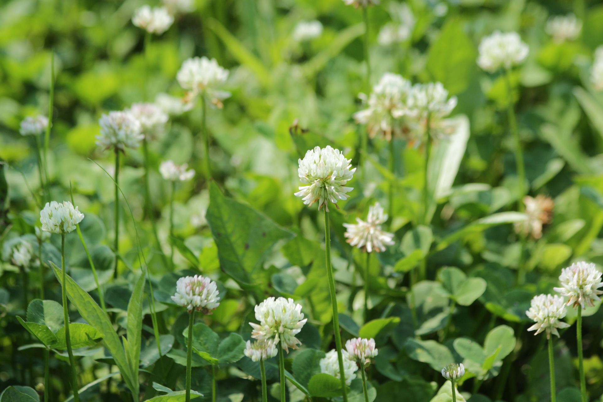 Trefle-blanc-Trifolium-repens-5-mauvaises-herbes-a-implanter-au-jardin-3
