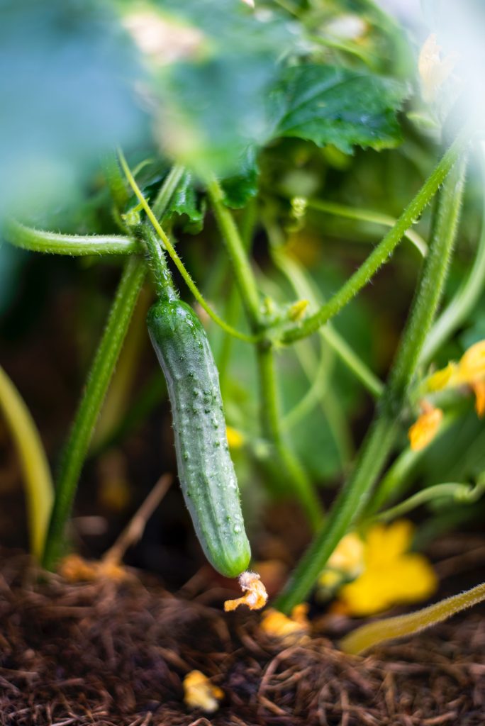 Conseils pour cultiver les meilleurs concombres - Jardin au Naturel