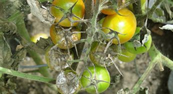 Éviter les maladies au jardin