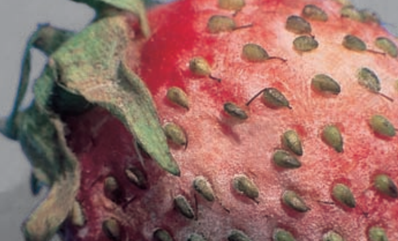 maladies-du-fraisier-15-Sphaerotheca-macularis-Oïdium-du-fraisier
