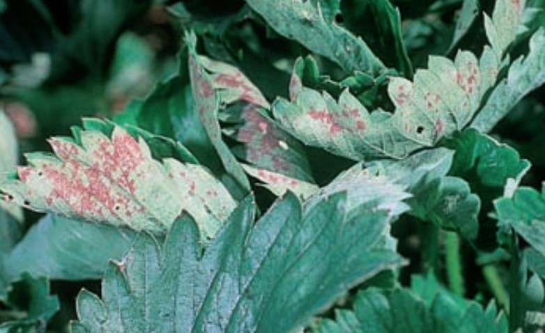 maladies-du-fraisier-15-Sphaerotheca-macularis-Oïdium-du-fraisier