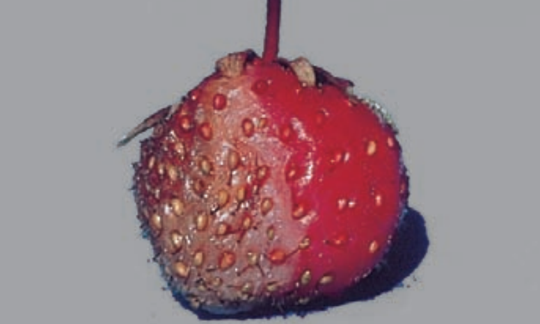maladies-du-fraisier-5-Phytophtora-cactorum-Maladie-du-coeur-brun