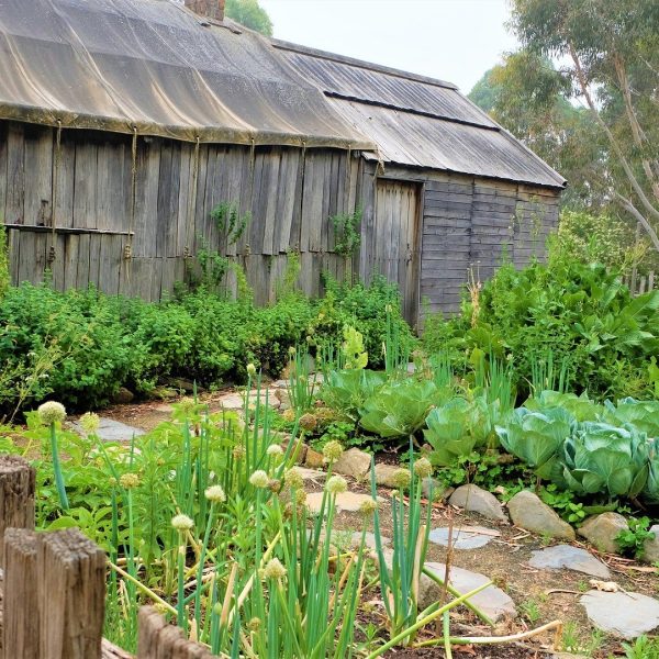 7-legumes-a-semer-en-fin-dete-au-potager