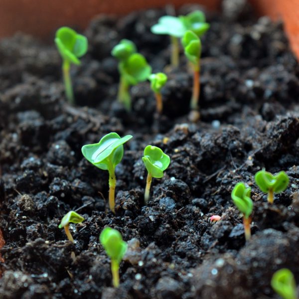 jardinaturel-quelle-surface-consacrer-a-chaque-legume-et-quelle-quantite-de-graines-semer-jardinage-naturel