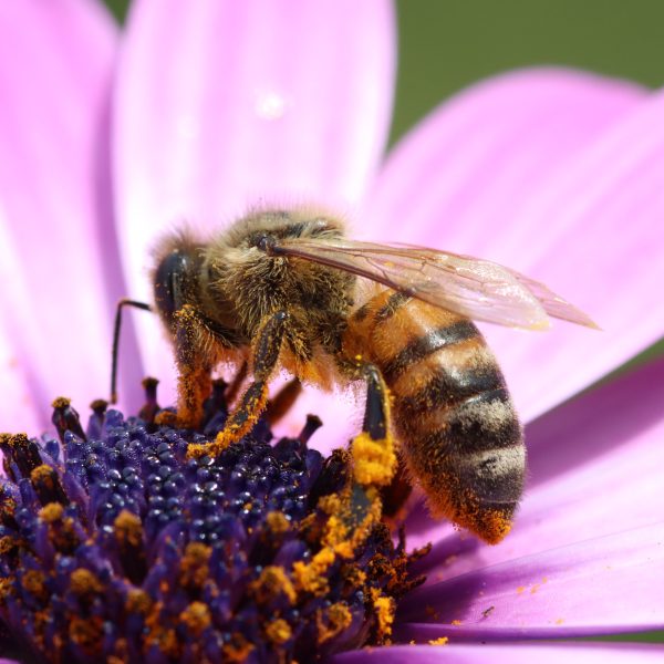 les-meilleures-plantes-pour-attirer-les-pollinisateurs
