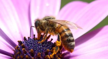 Les meilleures plantes pour attirer les pollinisateurs
