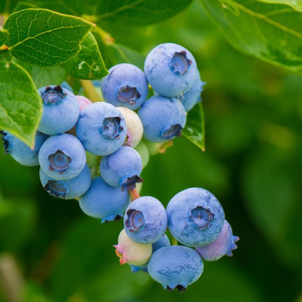implanter-le-myrtillier-au-jardin-myrtille-