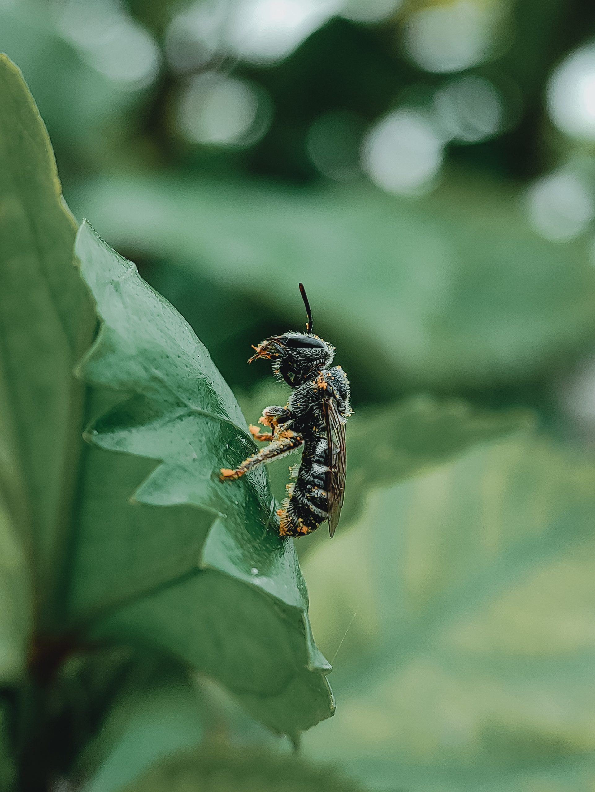 5-raisons-pour-lesquelles-nous-voulons-des-abeilles