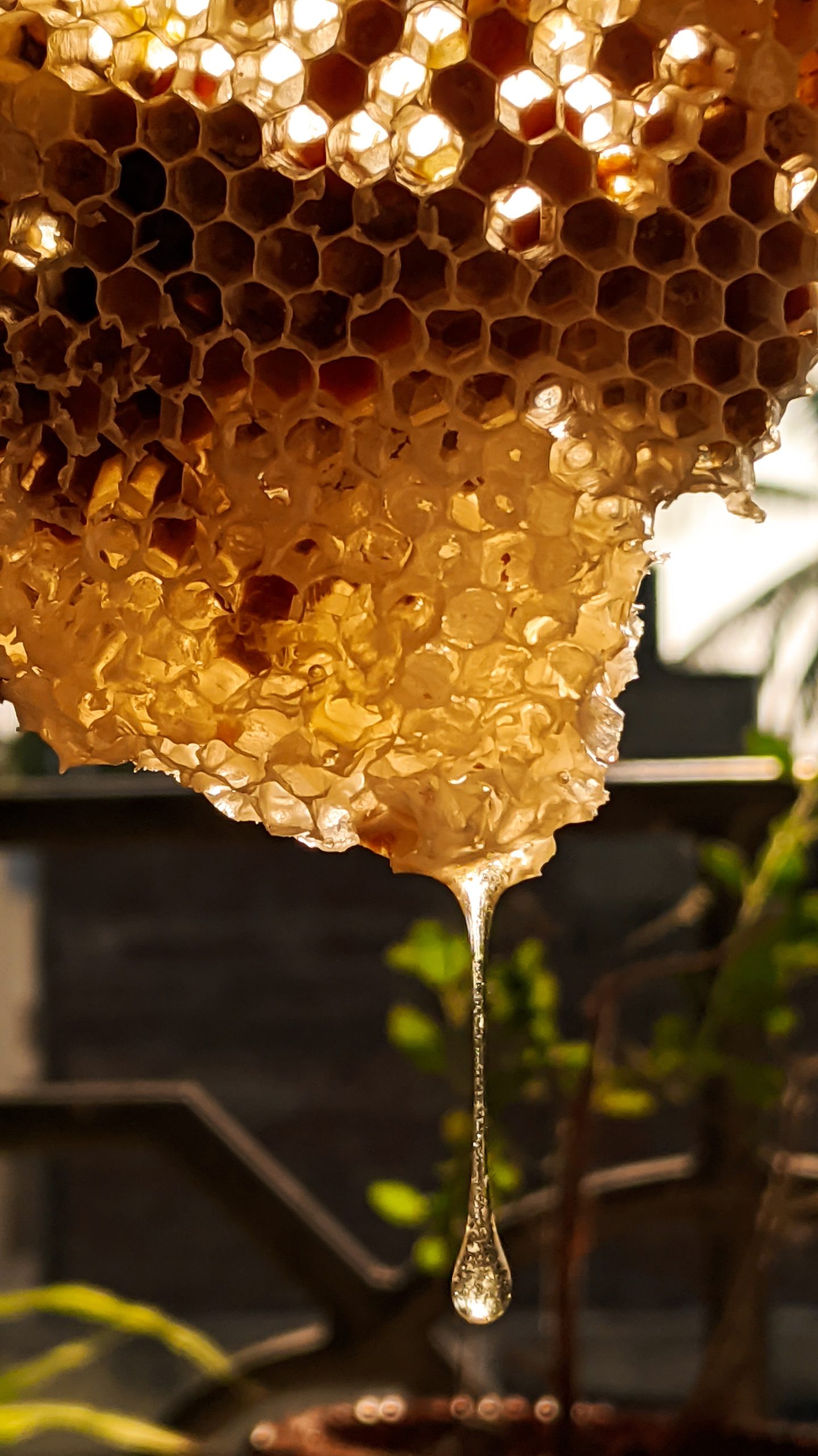 5-raisons-pour-lesquelles-nous-voulons-des-abeilles