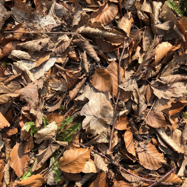 comment-utiliser-les-feuilles-mortes-au-jardin2