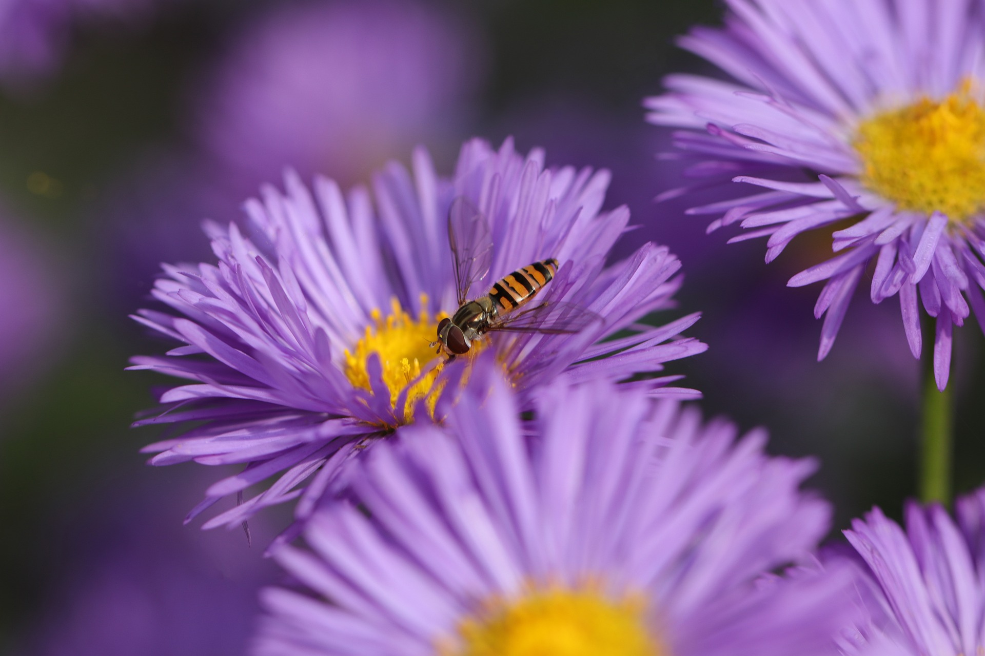 cultiver-des-asters-la-vivace-dautomne-coloree