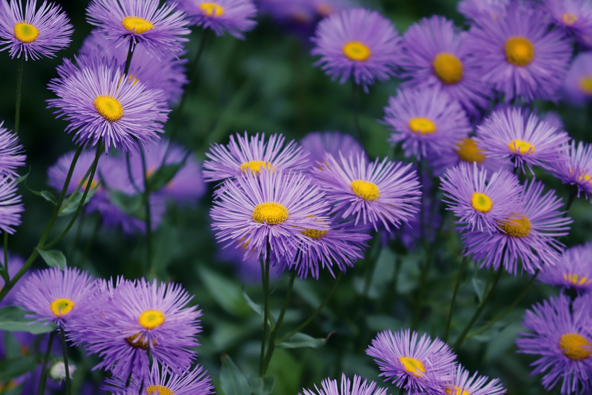cultiver-des-asters-la-vivace-dautomne-coloree