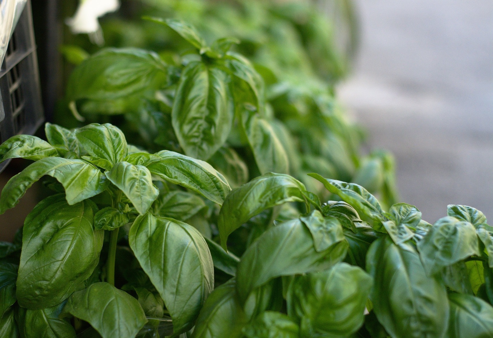 faites-votre-propre-pesto-basilic