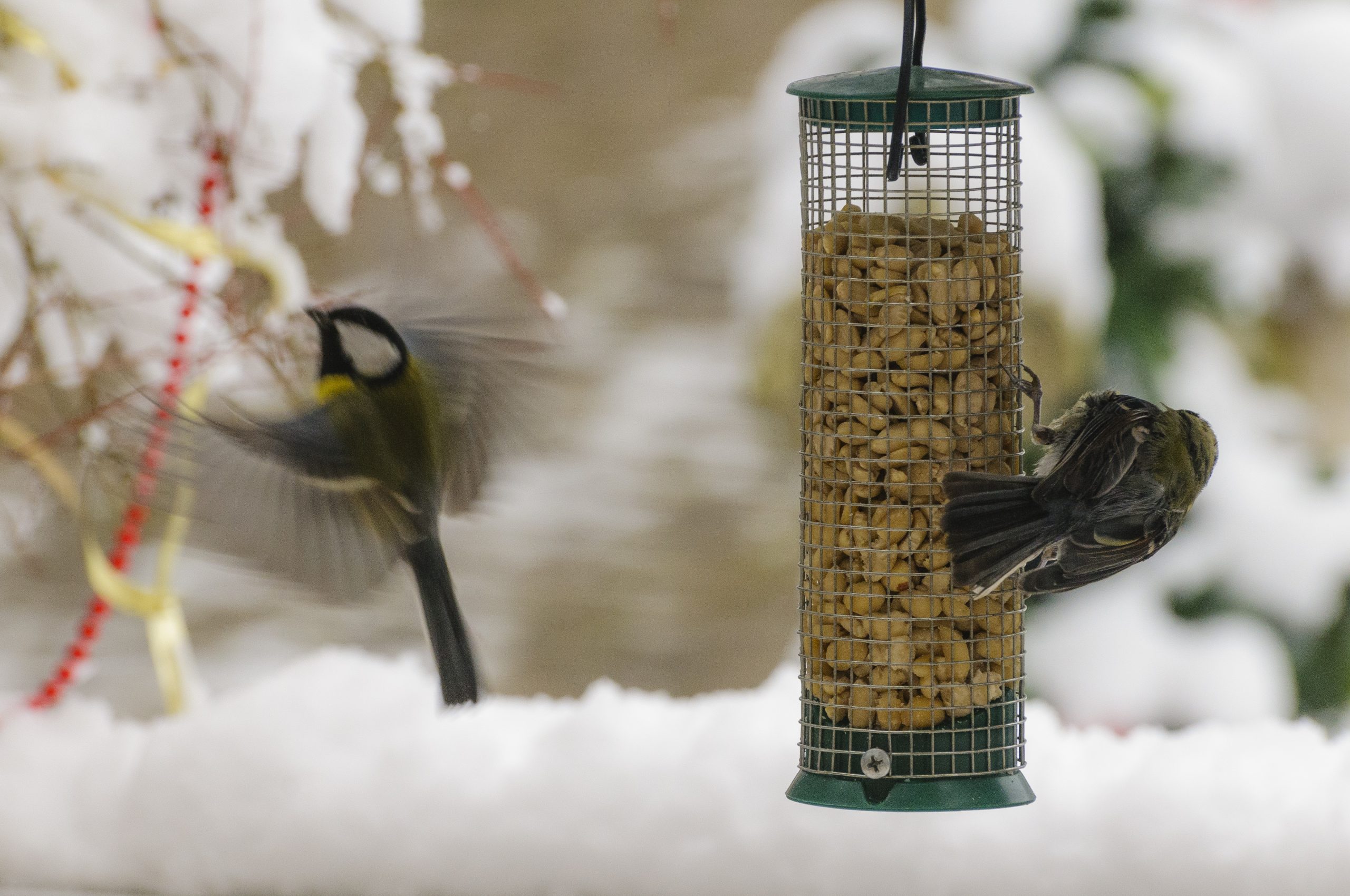 Quand et comment nourrir les oiseaux du jardin en hiver ? - PRÊT A
