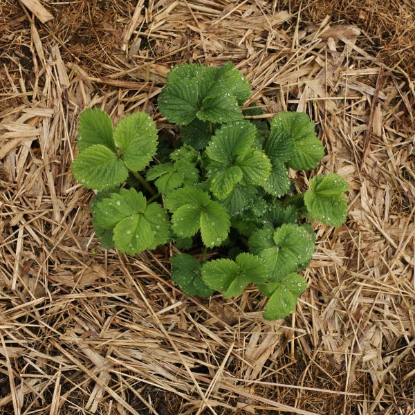 entretien-dune-plate-bande-de-fraises