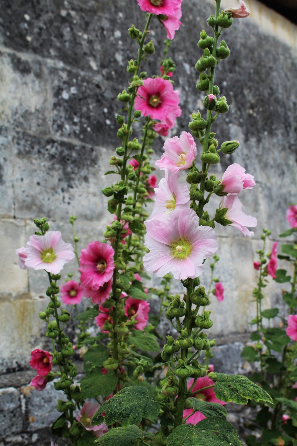 Implanter la rose trémière au jardin Jardin au Naturel — free download
