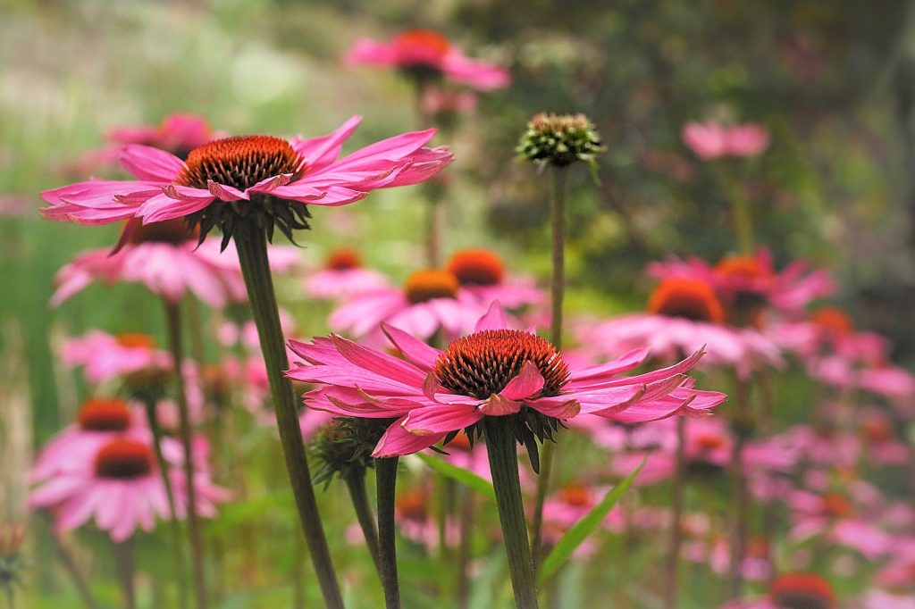 planifier-un-jardin-dherbes-medicinales-echinacea-purpurea-echinacee