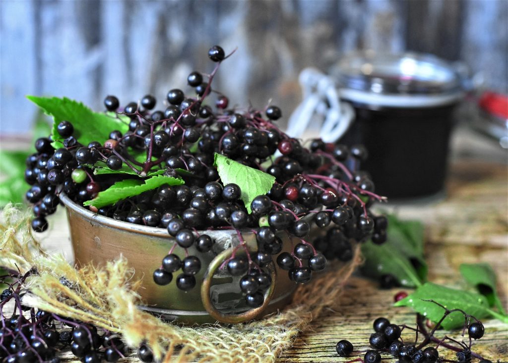 planifier-un-jardin-dherbes-medicinales-elder-sureau