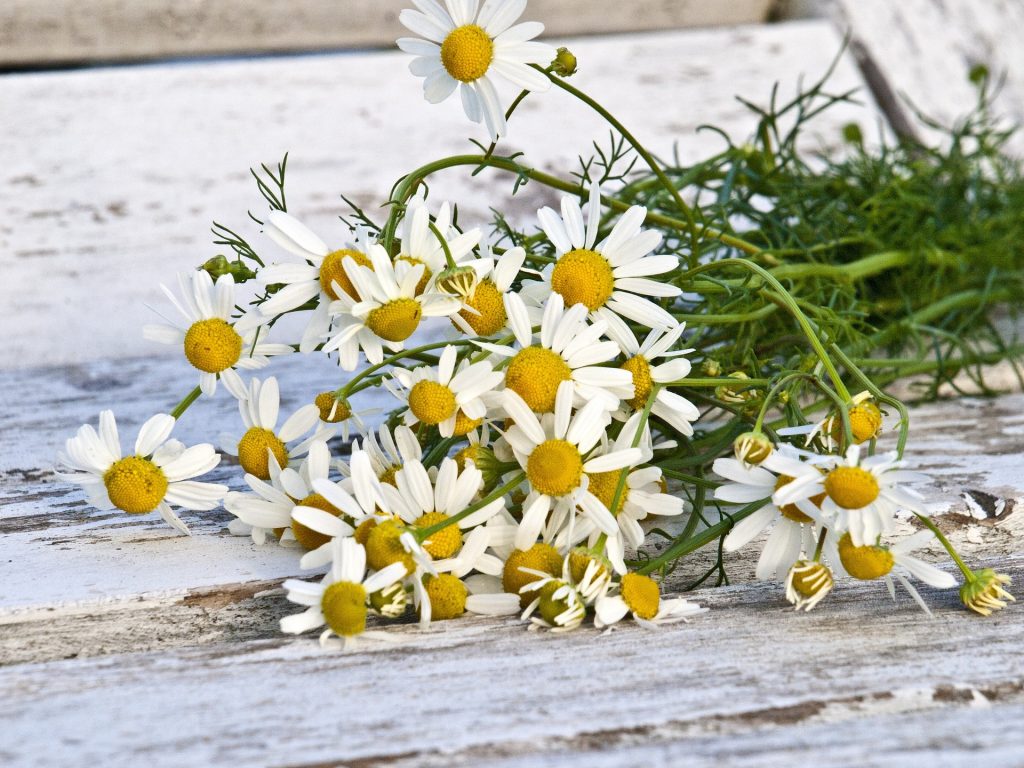 planifier-un-jardin-dherbes-medicinales-grande-camomille-