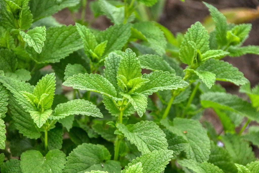 planifier-un-jardin-dherbes-medicinales-melisse