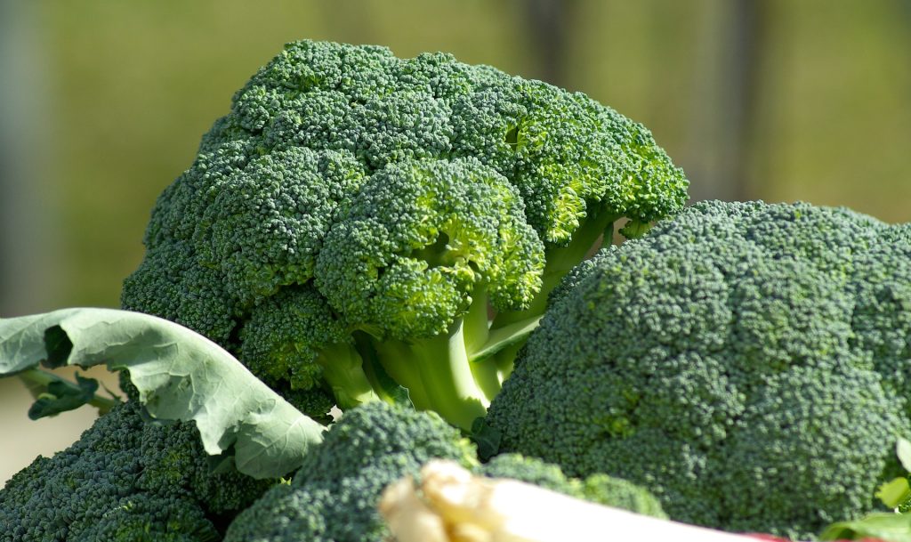 10-legumes-a-faire-pousser-pendant-lhiver-Broccoli