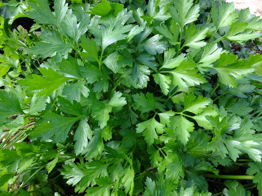 10-legumes-a-faire-pousser-pendant-lhiver-persil-1
