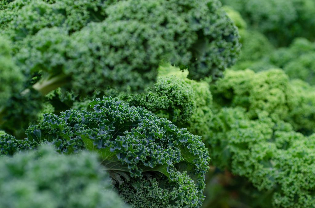 10-legumes-a-faire-pousser-pendant-lhiver-kale-chou-frise