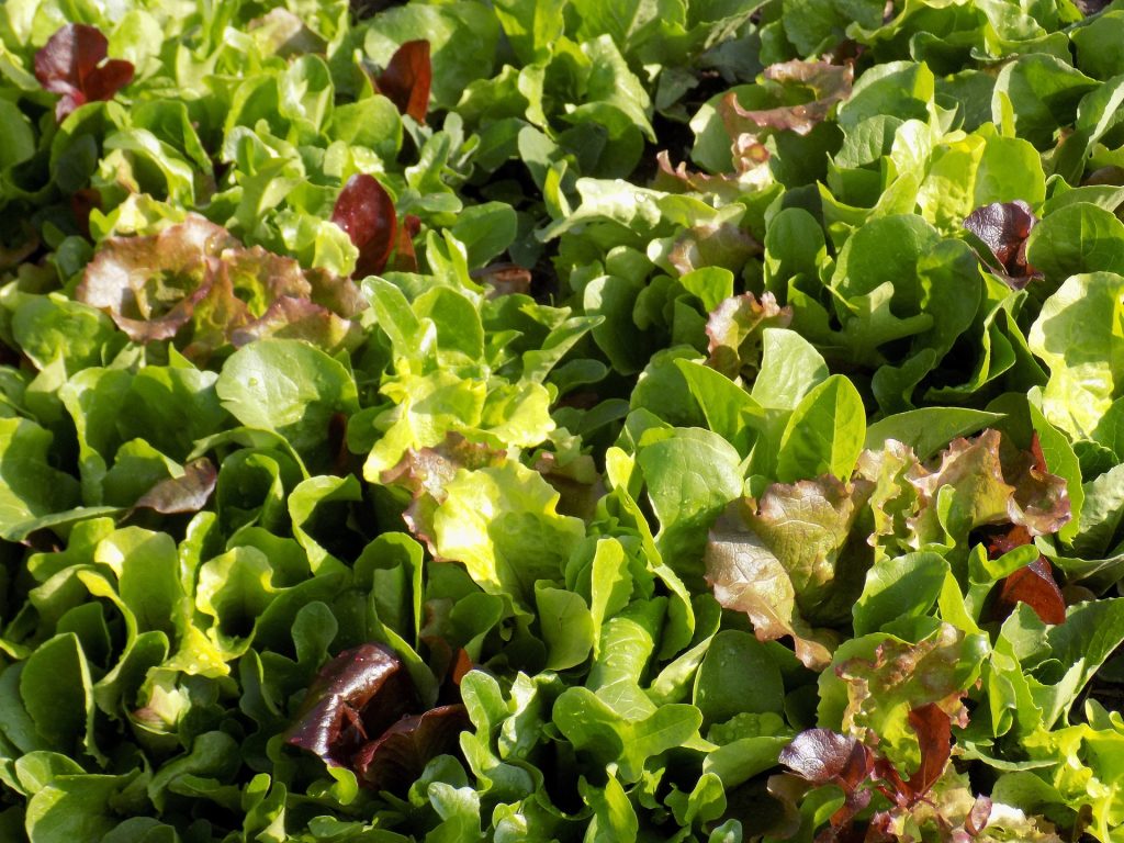10-legumes-a-faire-pousser-pendant-lhiver-mesclun-salade