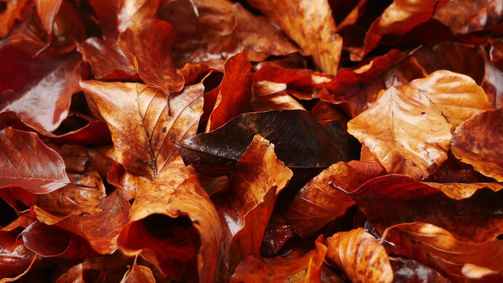 comment-faire-du-compost-a-partir-de-feuilles-mortes