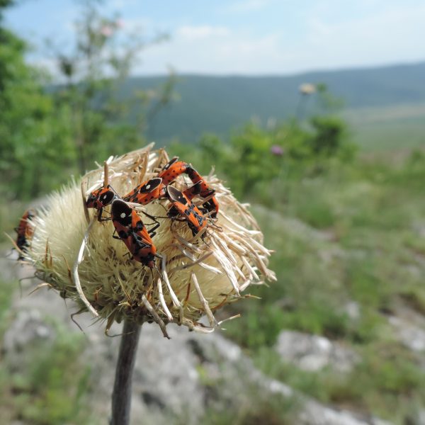gendarme-un-insecte-allie-du-jardinier