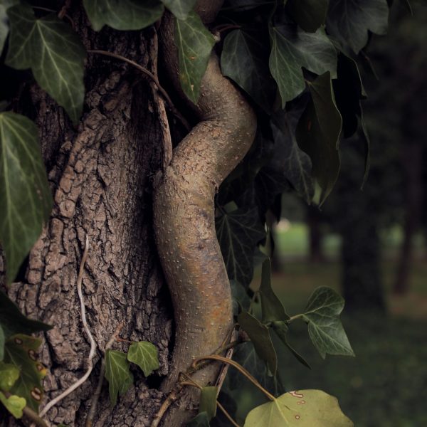 le-lierre-grimpante-utile-ou-nuisible-au-jardin