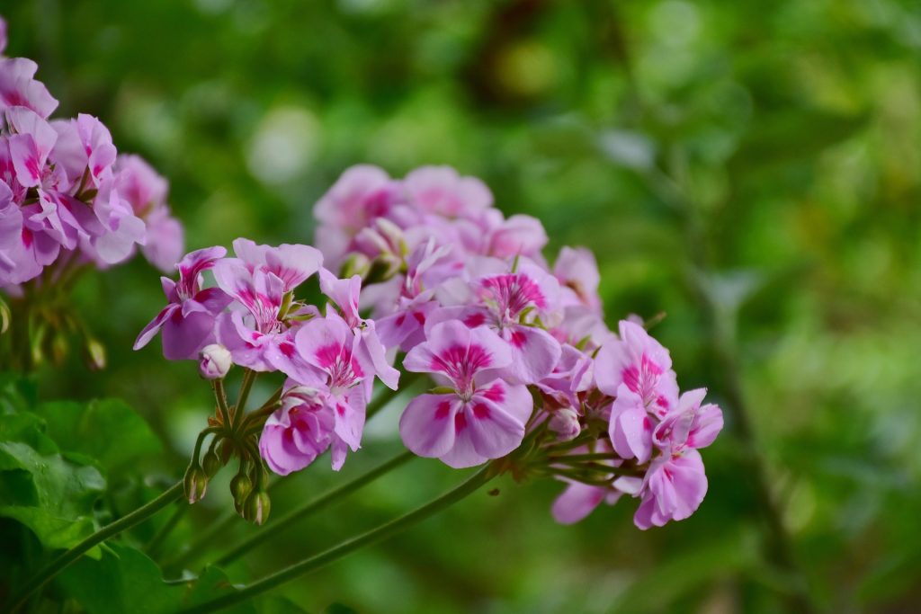 4-astuces-pour-faire-passer-lhiver-aux-geraniums