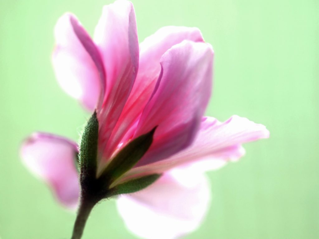 4-astuces-pour-faire-passer-lhiver-aux-geraniums