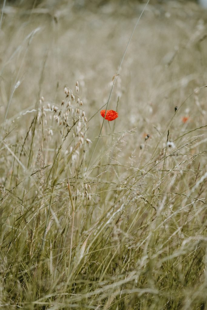 raisons-de-cultiver-des-coquelicots