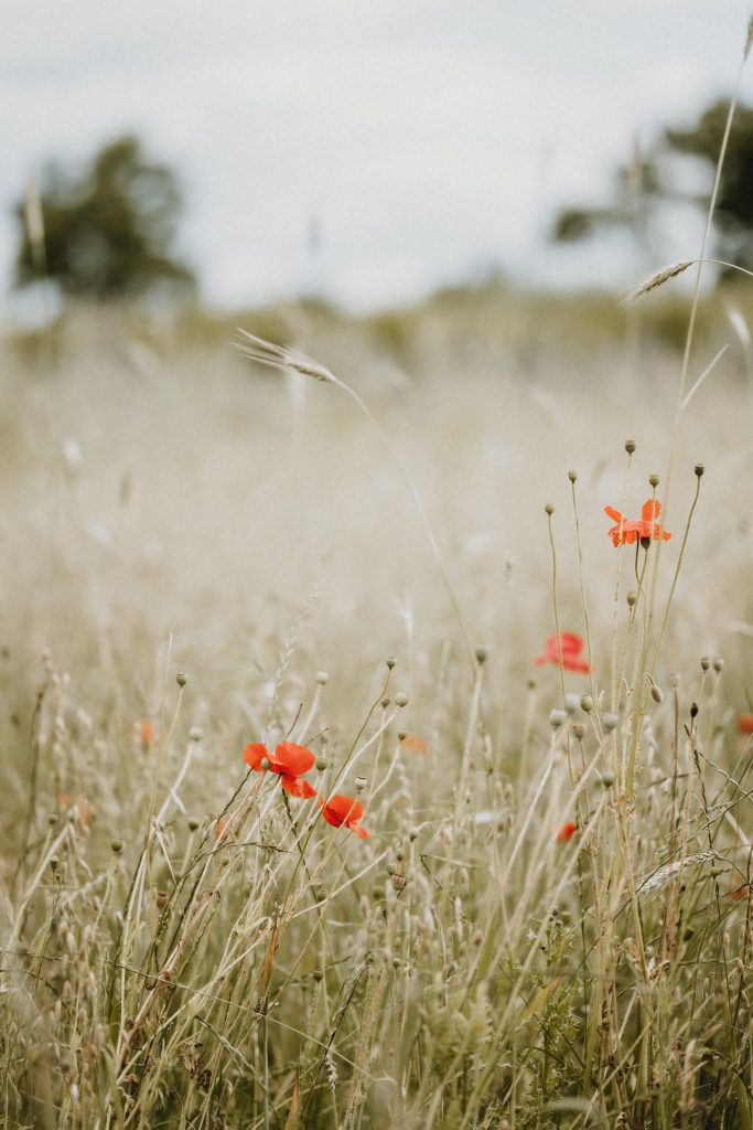raisons-de-cultiver-des-coquelicots