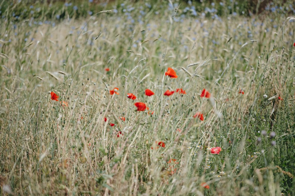 raisons-de-cultiver-des-coquelicots