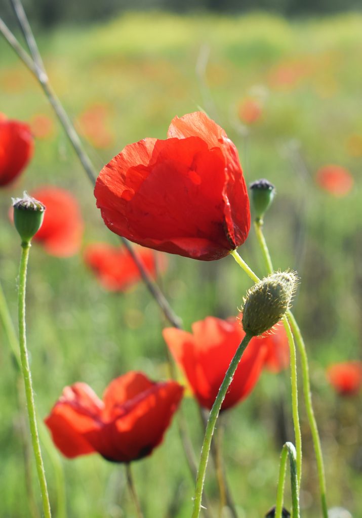 raisons-de-cultiver-des-coquelicots