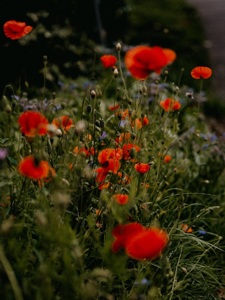 raisons-de-cultiver-des-coquelicots