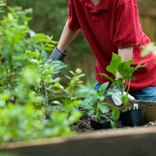 6-astuces-de-jardinage-qui-fonctionnent