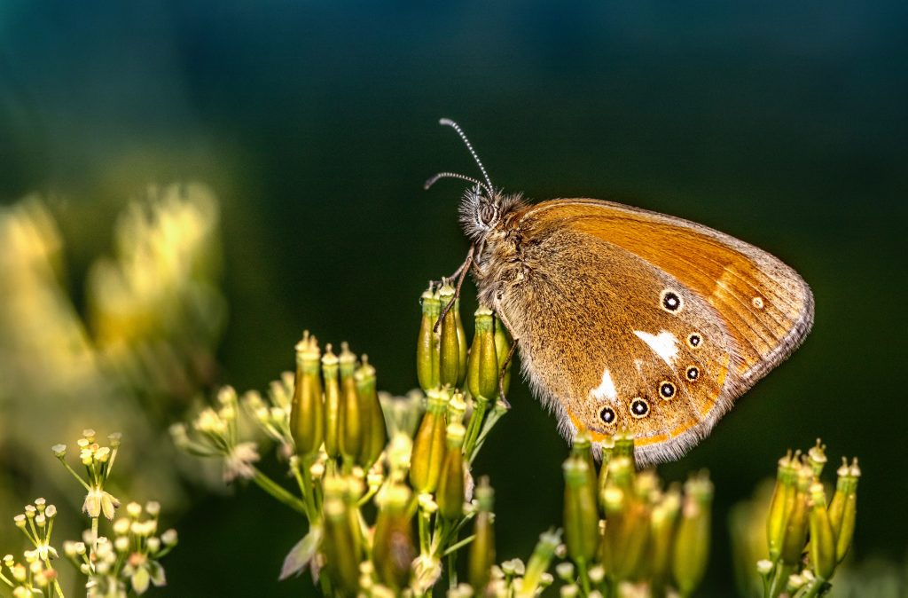 Les papillons sont aussi en voie de disparition. 