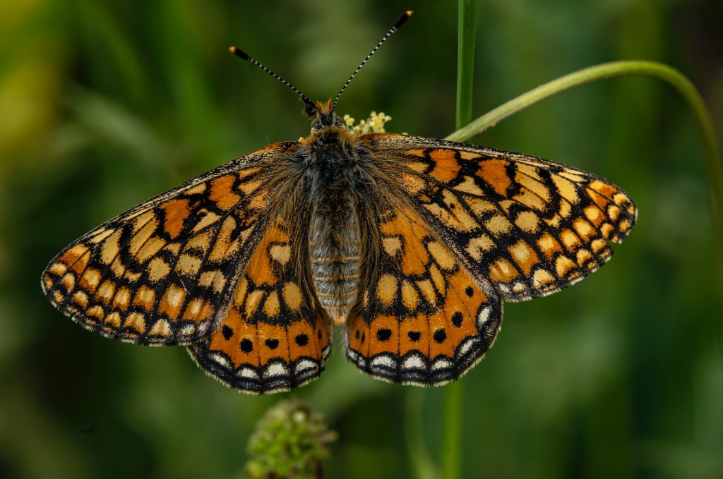 Les papillons sont aussi en voie de disparition. 